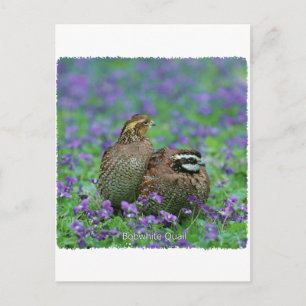 Bobwhite Quail Fotografie Postkarte