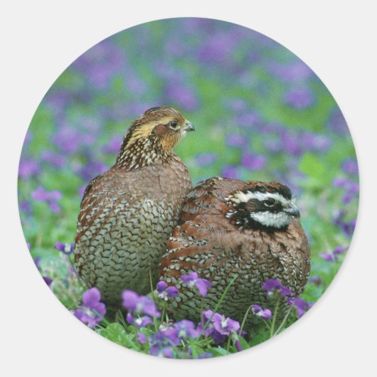Bobwhite Quail Fotografie Runder Aufkleber (Vorderseite)