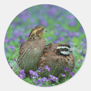 Bobwhite Quail Fotografie Runder Aufkleber
