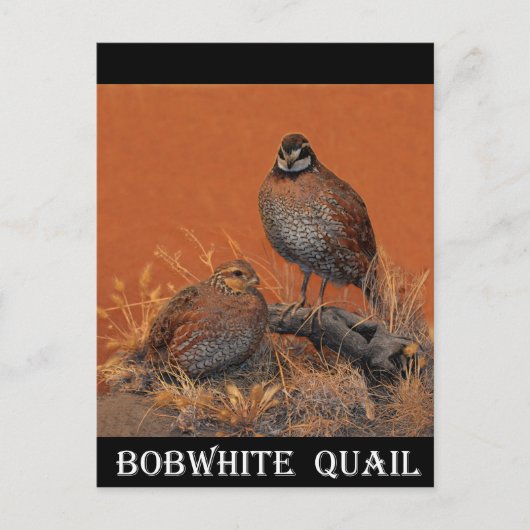 Bobwhite Quail (Georgia, Missouri und Tennessee) Postkarte (Vorderseite)