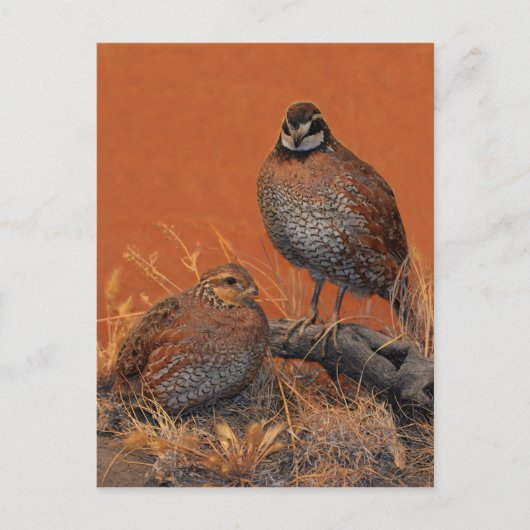 Bobwhite Quail (Georgia, Missouri und Tennessee) Postkarte (Vorderseite)
