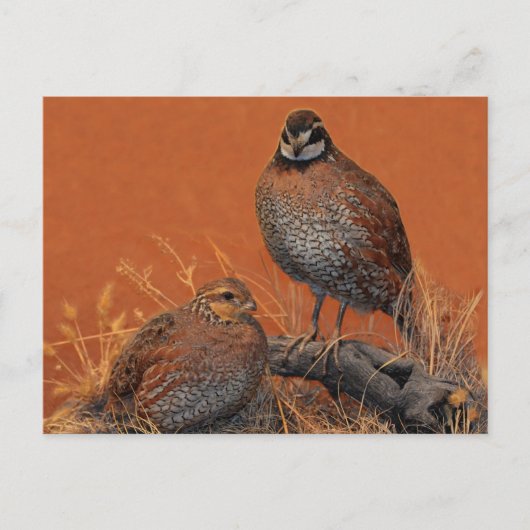 Bobwhite Quail (Georgia, Missouri und Tennessee) Postkarte (Vorderseite)