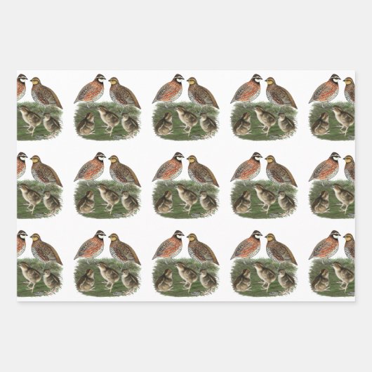 Bobwhite Quail Geschenkpapier Set (Vorderseite 3)