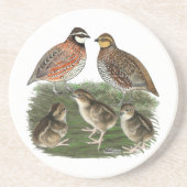Bobwhite Quail Getränkeuntersetzer (Vorne)