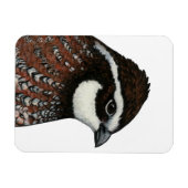 Bobwhite Quail Head Magnet (Horizontal)
