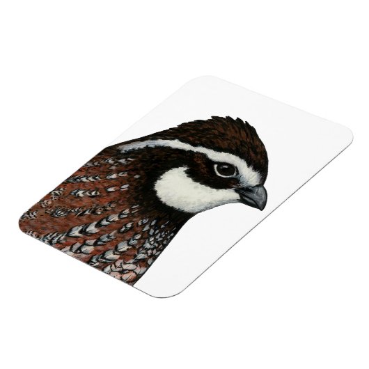 Bobwhite Quail Head Magnet (Linke Seite)