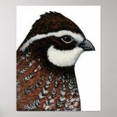 Bobwhite Quail Head Poster (Vorne)
