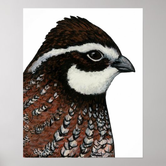 Bobwhite Quail Head Poster (Vorne)