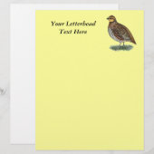 Bobwhite Quail Hen (Vorne/Hinten)