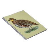 Bobwhite Quail Hen Notizblock (Rechte Seite)