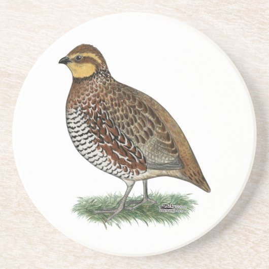 Bobwhite Quail Hen Untersetzer (Vorne)