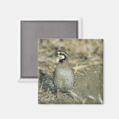 Bobwhite Quail Magnet (Vorderseite/Rückseite)