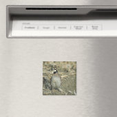 Bobwhite Quail Magnet (In Situ (Geschirrspüler))