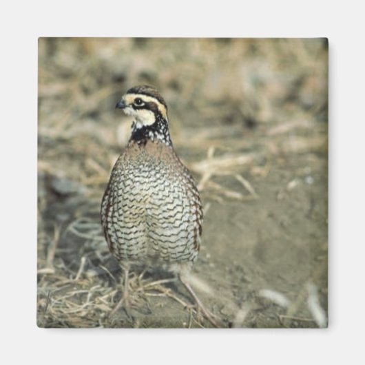 Bobwhite Quail Magnet (Vorne)