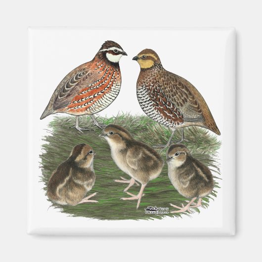 Bobwhite Quail Magnet (Vorne)