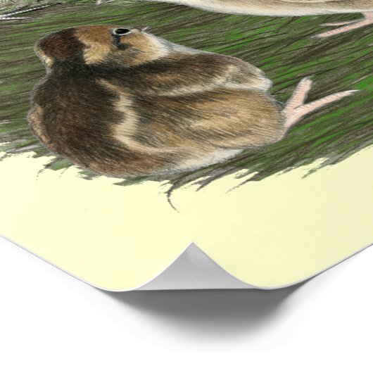 Bobwhite Quail Poster (Ecke)