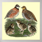 Bobwhite Quail Poster (Vorne)