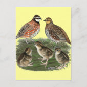 Bobwhite Quail Postkarte (Vorderseite)