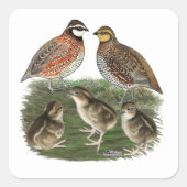 Bobwhite Quail Quadratischer Aufkleber (Vorderseite)