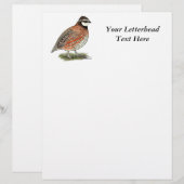 Bobwhite Quail Rooster (Vorne/Hinten)