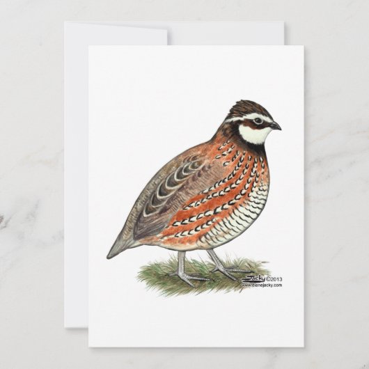 Bobwhite Quail Rooster Karte (Vorderseite)