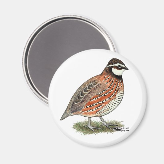 Bobwhite Quail Rooster Magnet (Vorderseite/Rückseite)