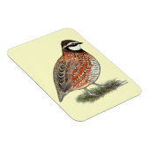 Bobwhite Quail Rooster Magnet (Rechte Seite)