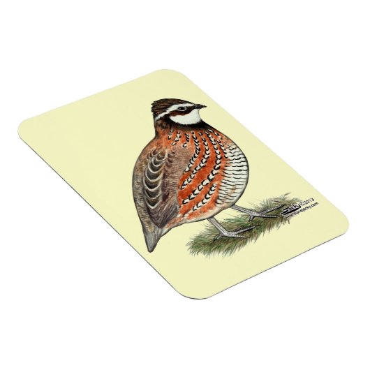 Bobwhite Quail Rooster Magnet (Rechte Seite)