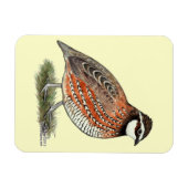 Bobwhite Quail Rooster Magnet (Horizontal)