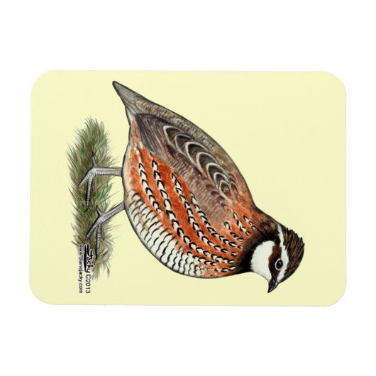 Bobwhite Quail Rooster Magnet (Horizontal)
