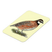 Bobwhite Quail Rooster Magnet (Linke Seite)