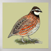 Bobwhite Quail Rooster Poster (Vorne)