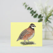 Bobwhite Quail Rooster Postkarte (Stehend Vorderseite)