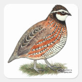 Bobwhite Quail Rooster Quadratischer Aufkleber (Vorderseite)