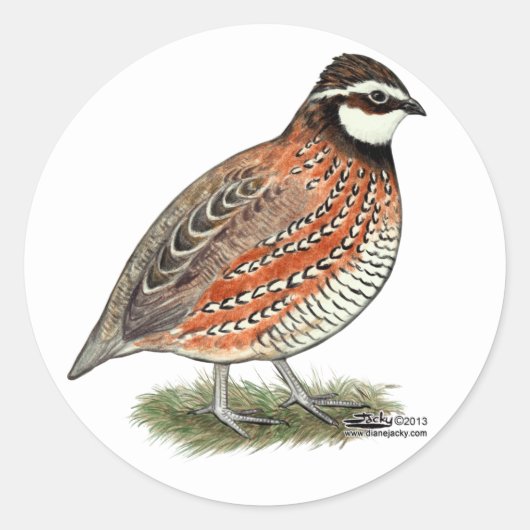 Bobwhite Quail Rooster Runder Aufkleber (Vorderseite)