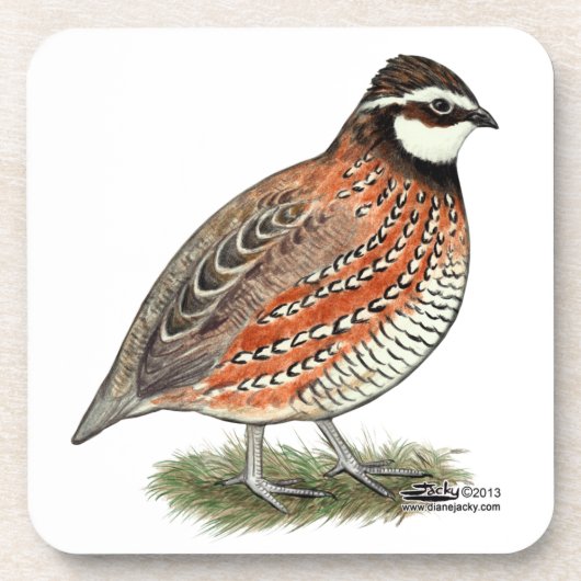 Bobwhite Quail Rooster Untersetzer (Vorderseite)