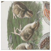 Bobwhite Quail Stoff (Nahaufnahme)