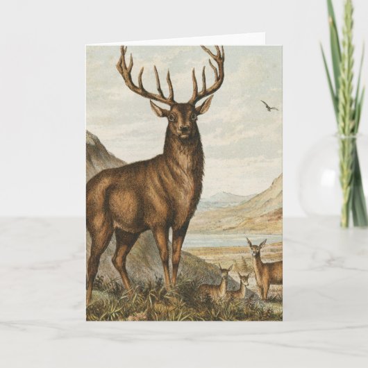 Bock und Hirsch Karte (Vorderseite)