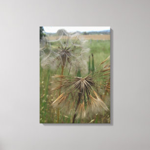 Bocksbart-Samen in Feld eingewickelter Leinwand