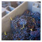 Bodega Marques de Riscal Fliese (Vorderseite)