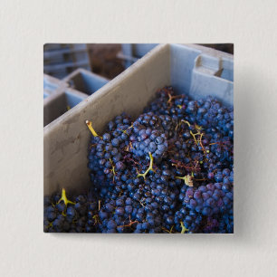 Bodega Marques de Riscal Weingut, Trauben Button