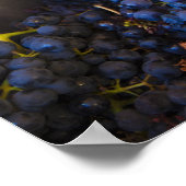 Bodega Marques de Riscal Weingut, Trauben Poster (Ecke)