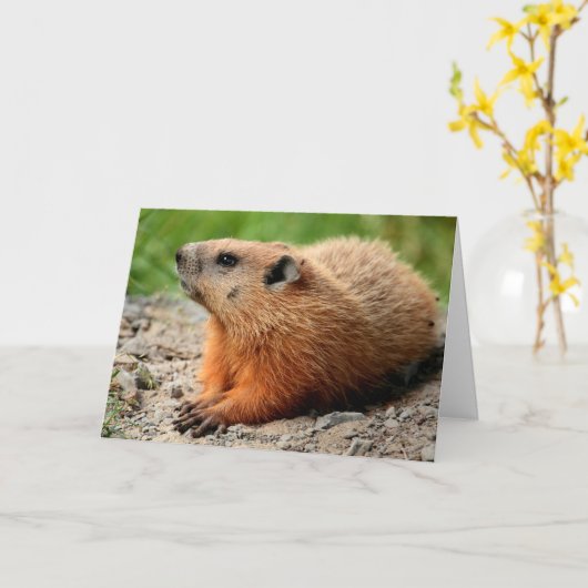 Bodenhockprofil Karte (Gelbe Blume)