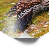 Bodennährung männlich, rosshaftet, nördlicher Flic Fotodruck (Ecke)