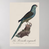 Bodenpapagei oder Erd-Papagei, Pezoporus Wallicus Poster (Vorne)