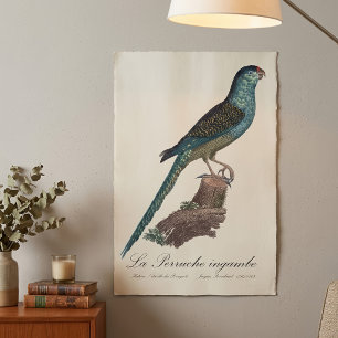 Bodenpapagei oder Erd-Papagei, Pezoporus Wallicus Poster