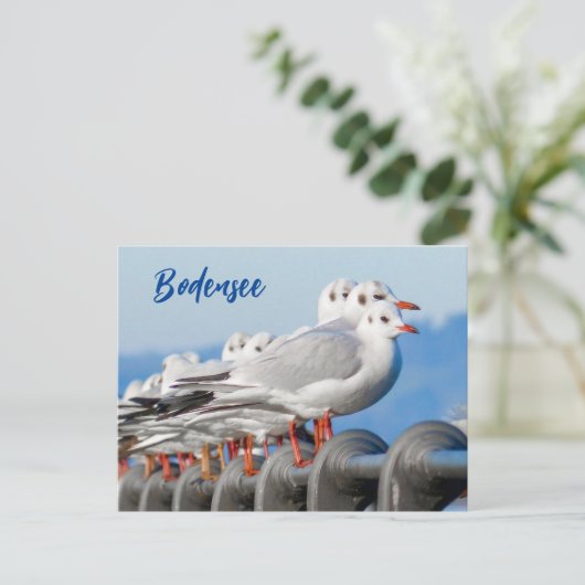 Bodensee mit seinen Seaguleln Postkarte (Stehend Vorderseite)