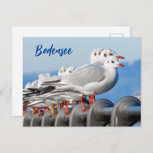 Bodensee mit seinen Seaguleln Postkarte (Vorne/Hinten)