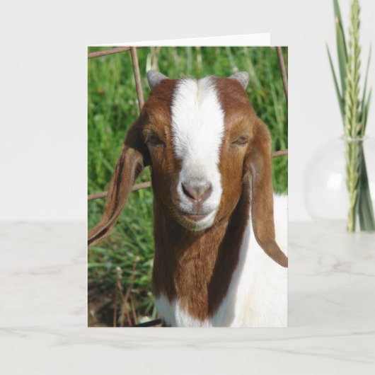 Boer Billy Goat Kid Karte (Vorderseite)