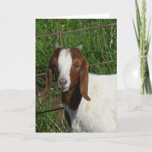 Boer Billy Goat Kid Karte (Vorderseite)